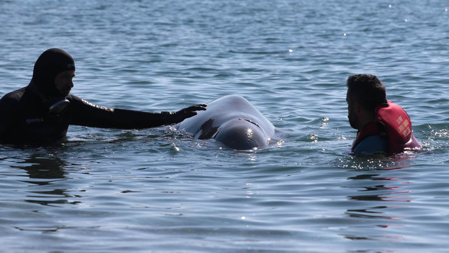 Όσα γνωρίζουμε για το ζιφιό, το σπάνιο είδος φάλαινας που εντοπίστηκε στον Άλιμο
