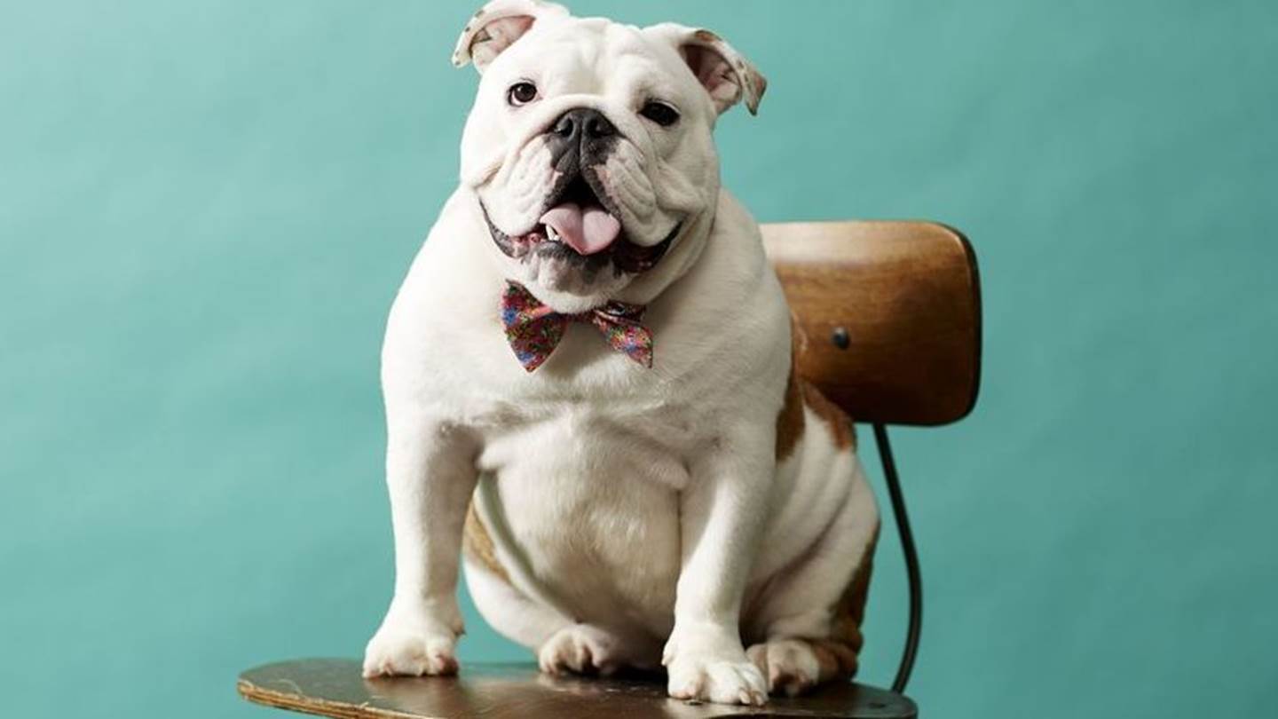 Πώς θα δέσεις σωστά το παπιγιόν