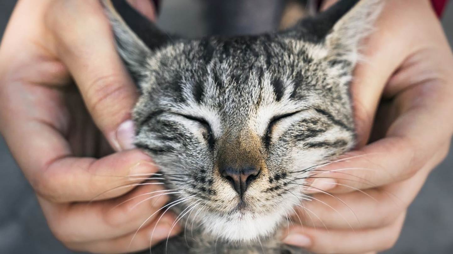 Ο εγκέφαλος της γάτας μικραίνει, οι επιστήμονες ανησυχούν