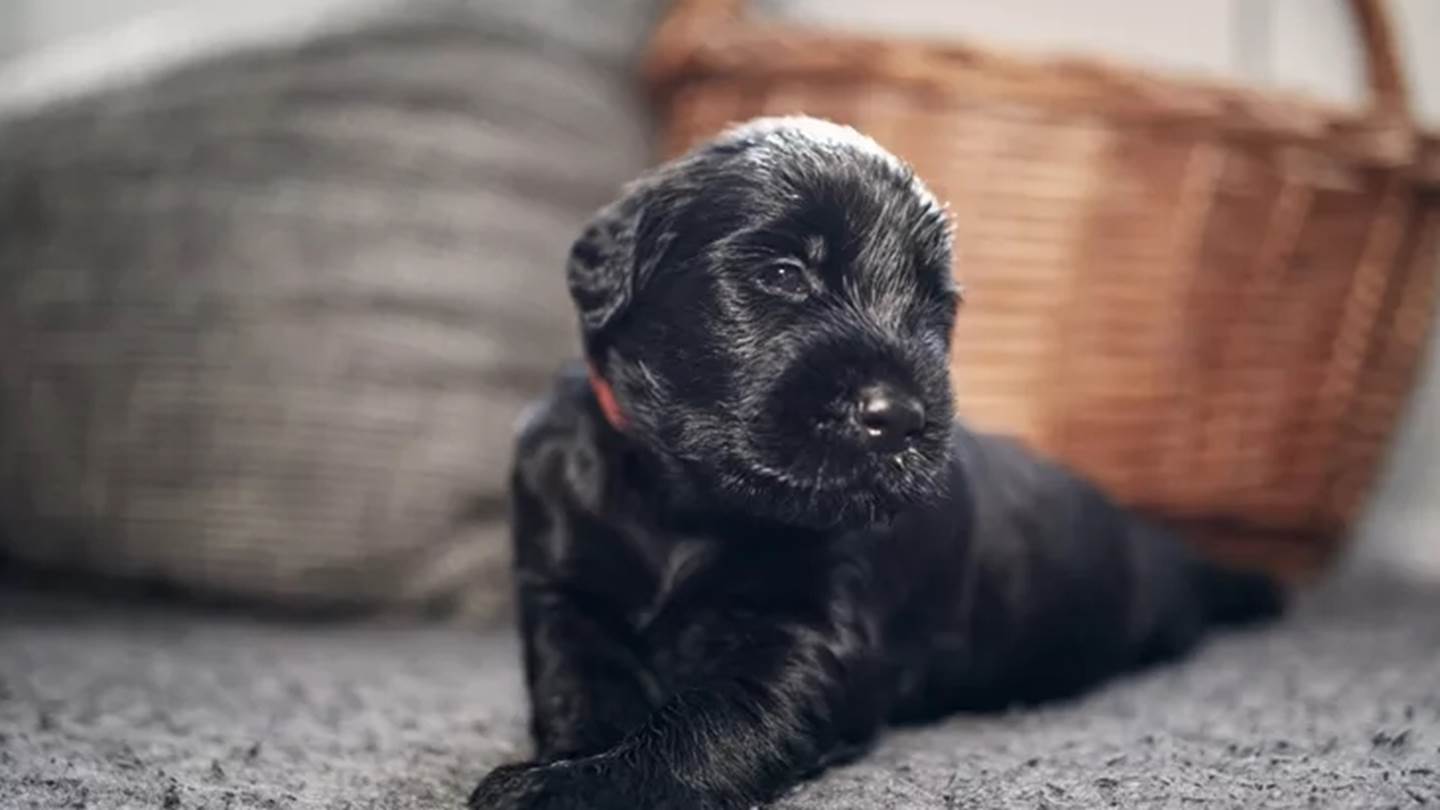 Μια φορά κι έναν καιρό, ένα αδεσποτάκι μου έσωσε κυριολεκτικά τη ζωή