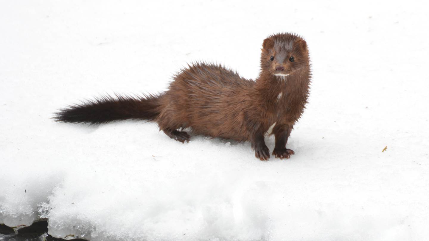 Στην Ρωσία αναπτύσσουν εμβόλιο κατά του κορονοϊού για κατοικίδια και βιζόν