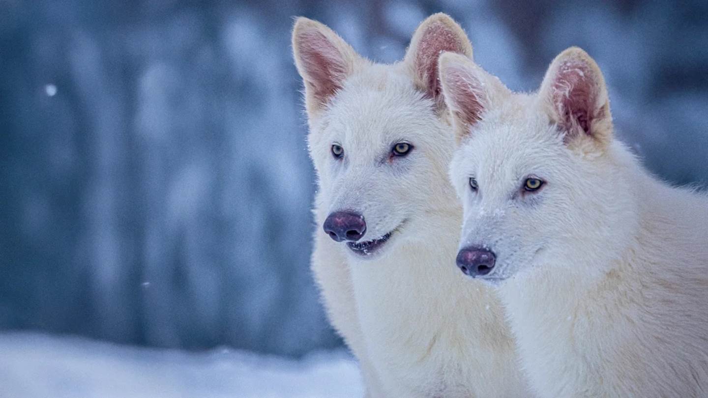 Dire Wolf: Επιστήμονες δημιούργησαν λύκο που εξαφανίστηκε πριν 10.000 χρόνια