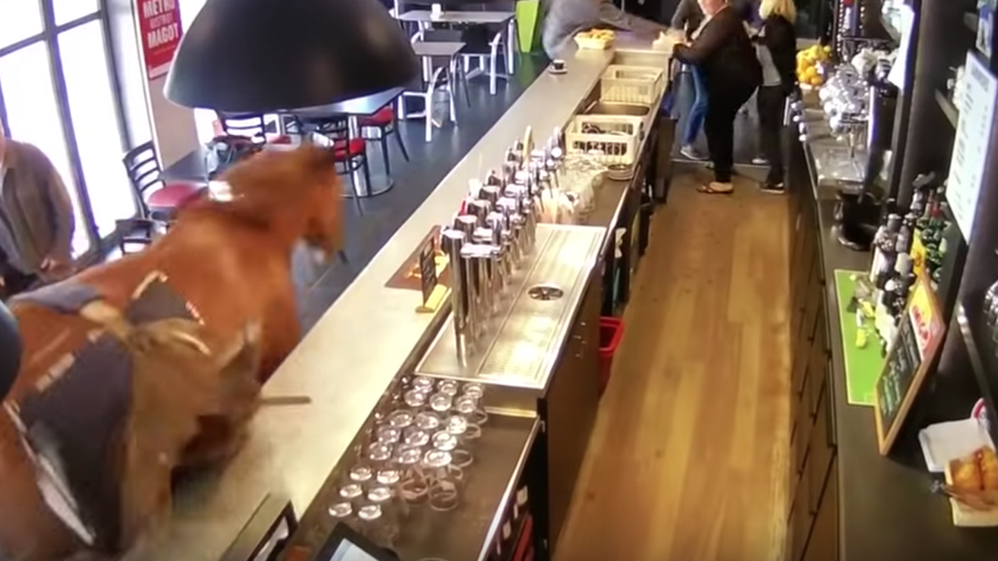 Χωρίς πλάκα, στη Γαλλία ένα άλογο μπήκε σε ένα μπαρ