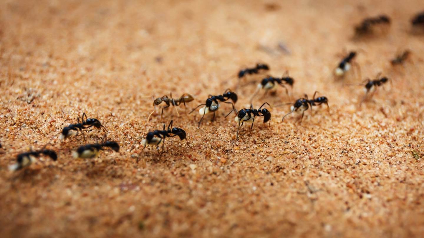 Μυρμήγκια κάνουν σεξ, Γερμανοί μένουν χωρίς ίντερνετ