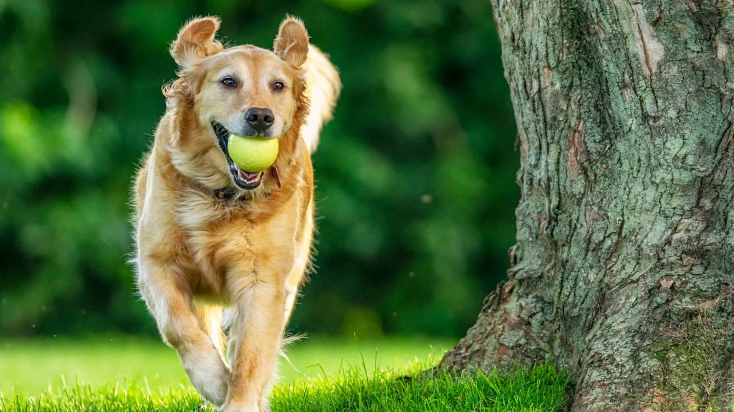 10 έξυπνοι τρόποι για να μειώσεις τα έξοδα του σκύλου σου