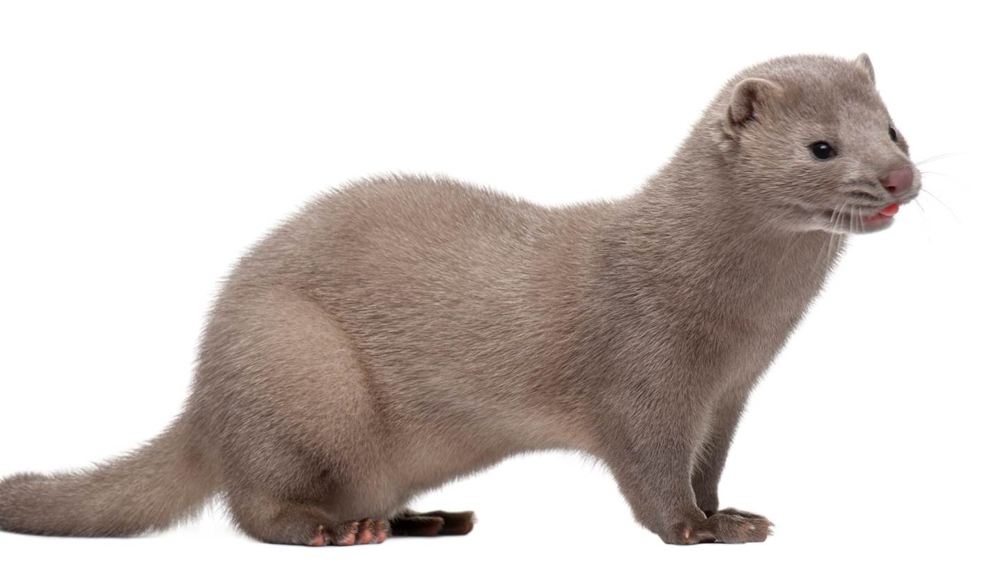 Ο άνθρωπος μεταδίδει τον κορονοϊό σε βιζόν και αντιστρόφως σύμφωνα με νέα έρευνα