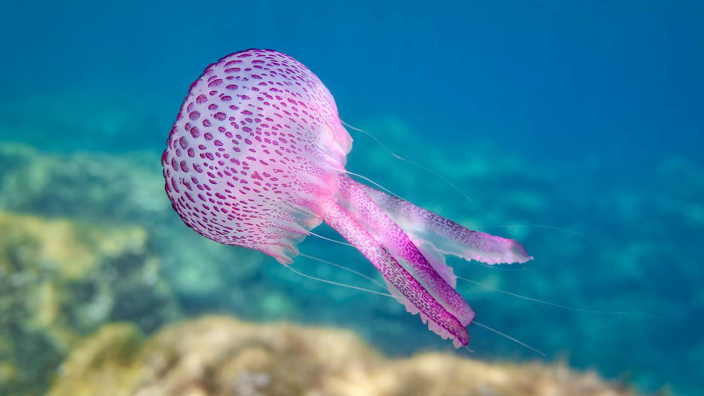 Όλα όσα πρέπει να γνωρίζεις για τις μωβ μέδουσες
