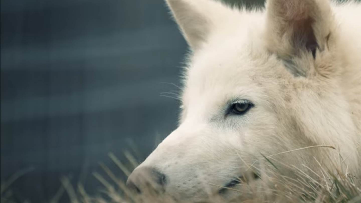 Ανταρόλυκος: Μήπως η επιστροφή του δεν είναι και τόσο επιστροφή;