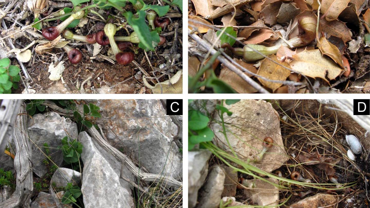 Ανακαλύφθηκε ελληνικό λουλούδι που μυρίζει σαν ψόφιο έντομο