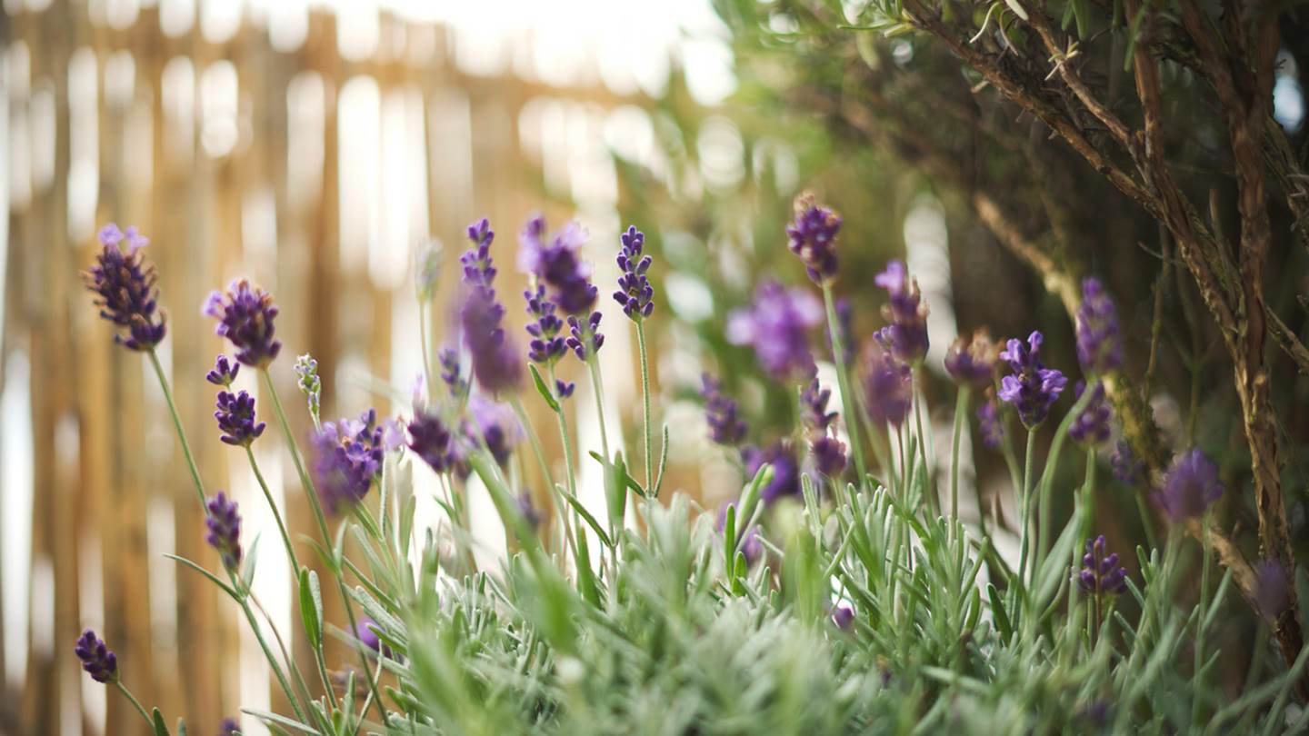 7 σωτήρια φυτά για τις επιδρομές των κουνουπιών