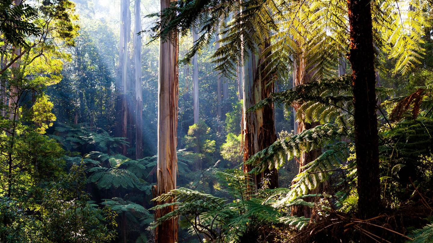 Η δύναμη της φύσης στην ανθρώπινη υγεία