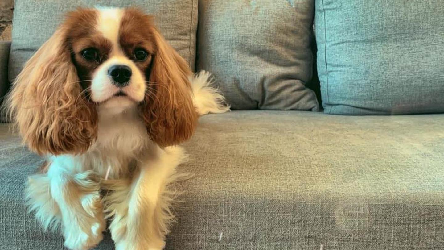 Kupo, το κουτάβι που μιλάει ελληνικά στο TikTok