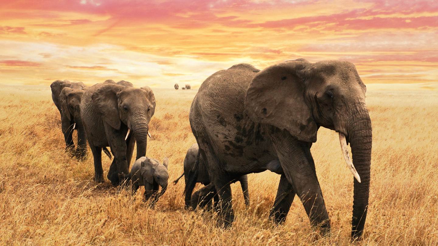 Το μυστήριο με εκατοντάδες νεκρούς ελέφαντες στην Νότια Αφρική