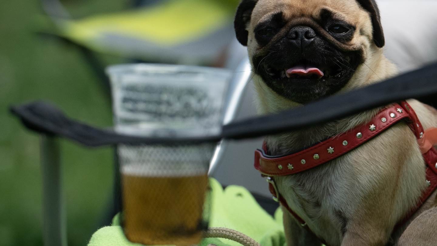 Μπύρα για σκύλους: Αυτό που έλειπε από τον πλανήτη