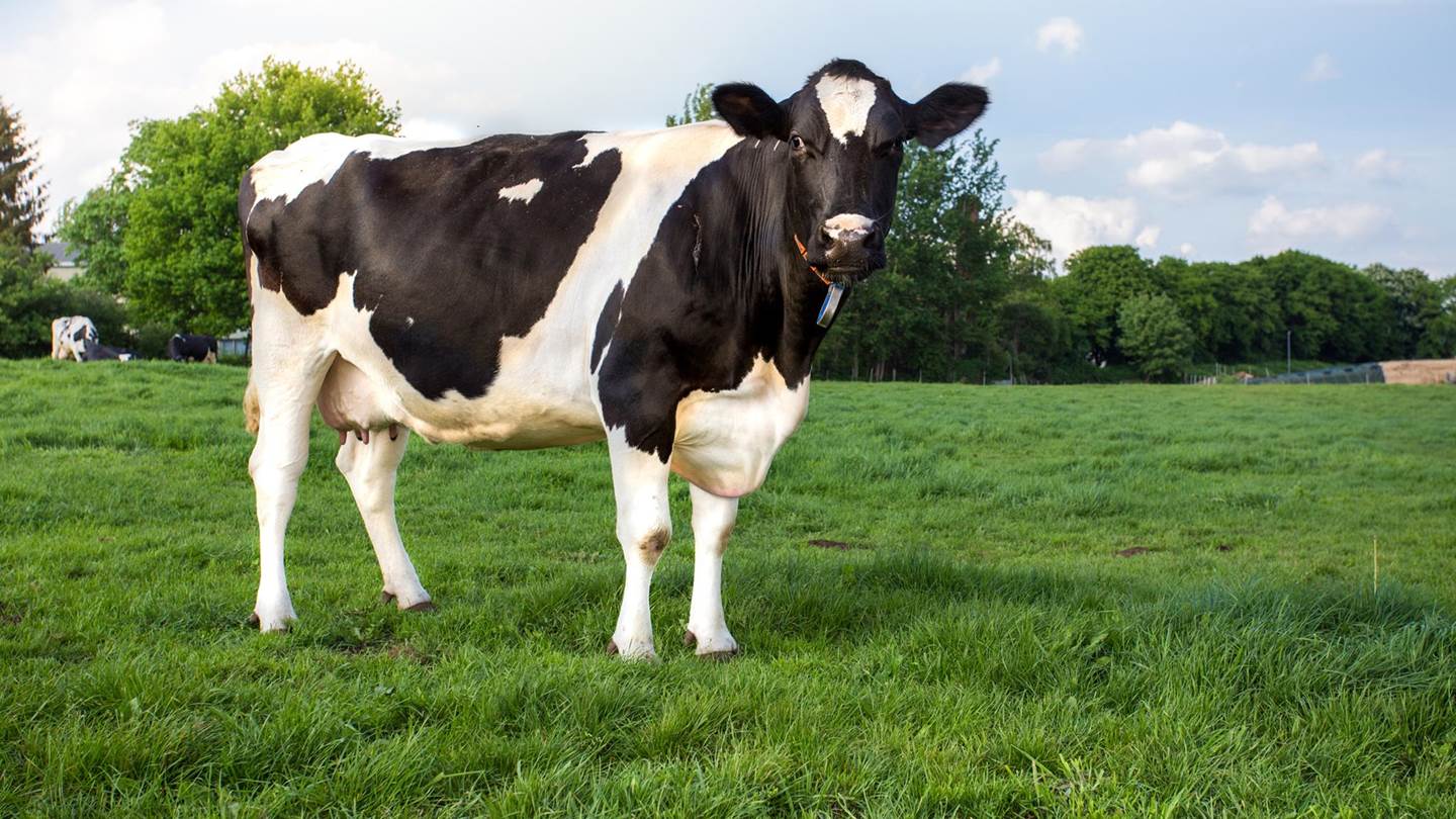 Γιατί όλο και περισσότεροι άνθρωποι γίνονται αλλεργικοί στο κρέας