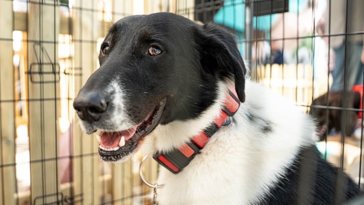 Παγκόσμια Ημέρα των Ζώων | Τα Pet City διοργάνωσαν την πρώτη Ημέρα Υιοθεσίας για αδέσποτα σκυλάκια