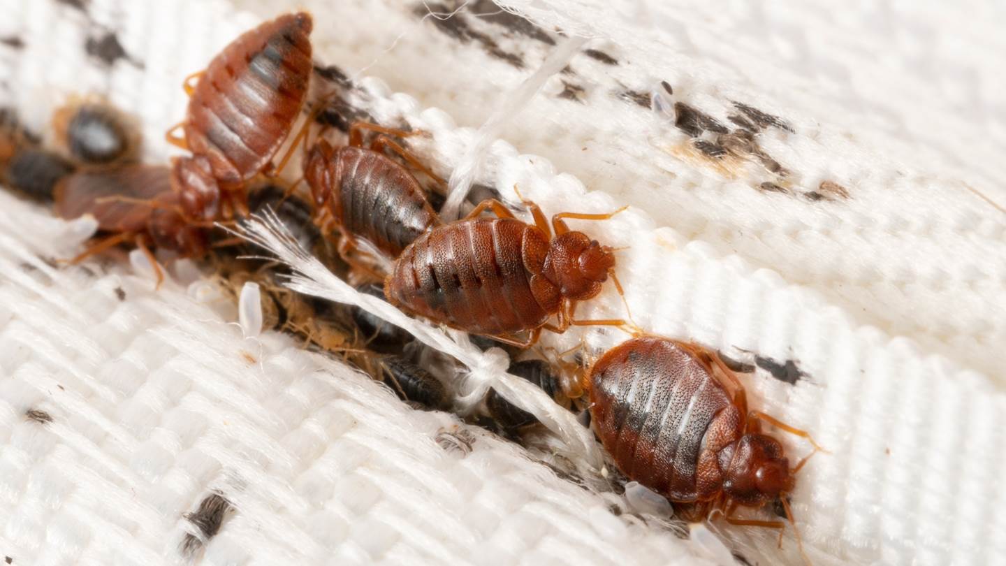 Πώς έφτασαν οι κοριοί στην Ελλάδα