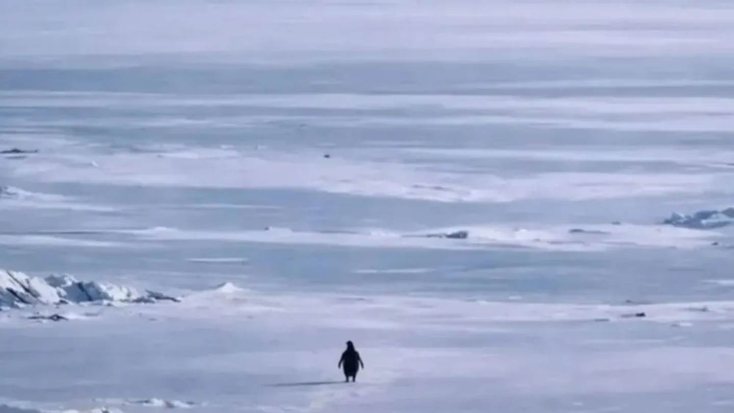 Αυτή είναι ιστορία του πιο viral πιγκουίνου στο ίντερνετ-Γιατί κατέκλυσε τα social media