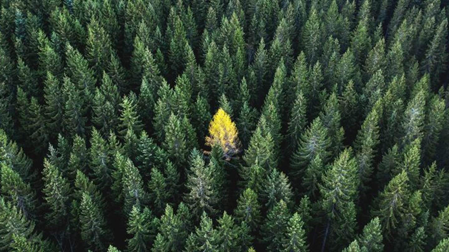 7 ασυνήθιστα αρώματα που μυρίζουν φθινόπωρο