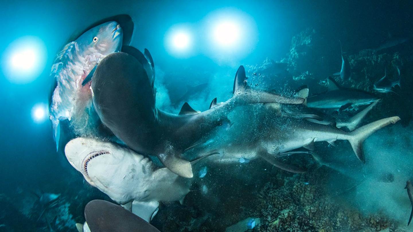 Οι πιο εντυπωσιακές υποβρύχιες φωτογραφίες του 2019