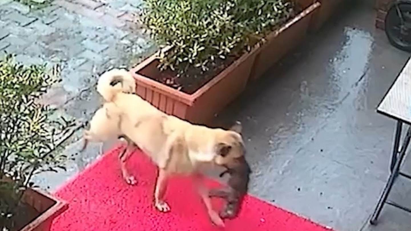 Σκυλίτσα μετέφερε το ετοιμοθάνατο κουτάβι της σε κτηνιατρείο για να το σώσουν (video)