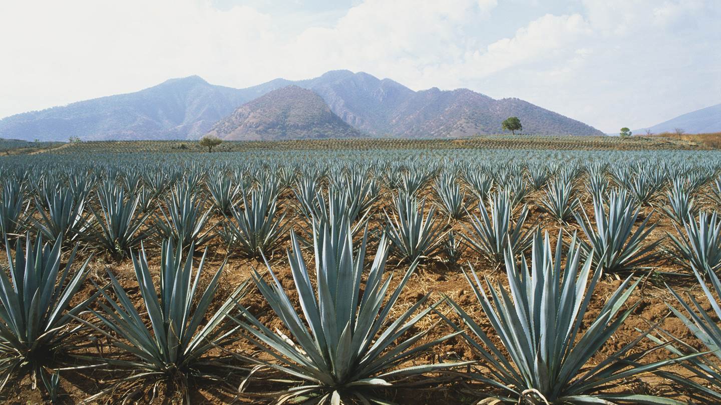 Τελειώνει όντως η τεκίλα στον πλανήτη;