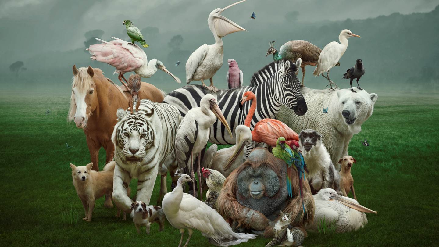 Παγκόσμια Ημέρα των Ζώων: Από την αρχαιότητα στο σήμερα