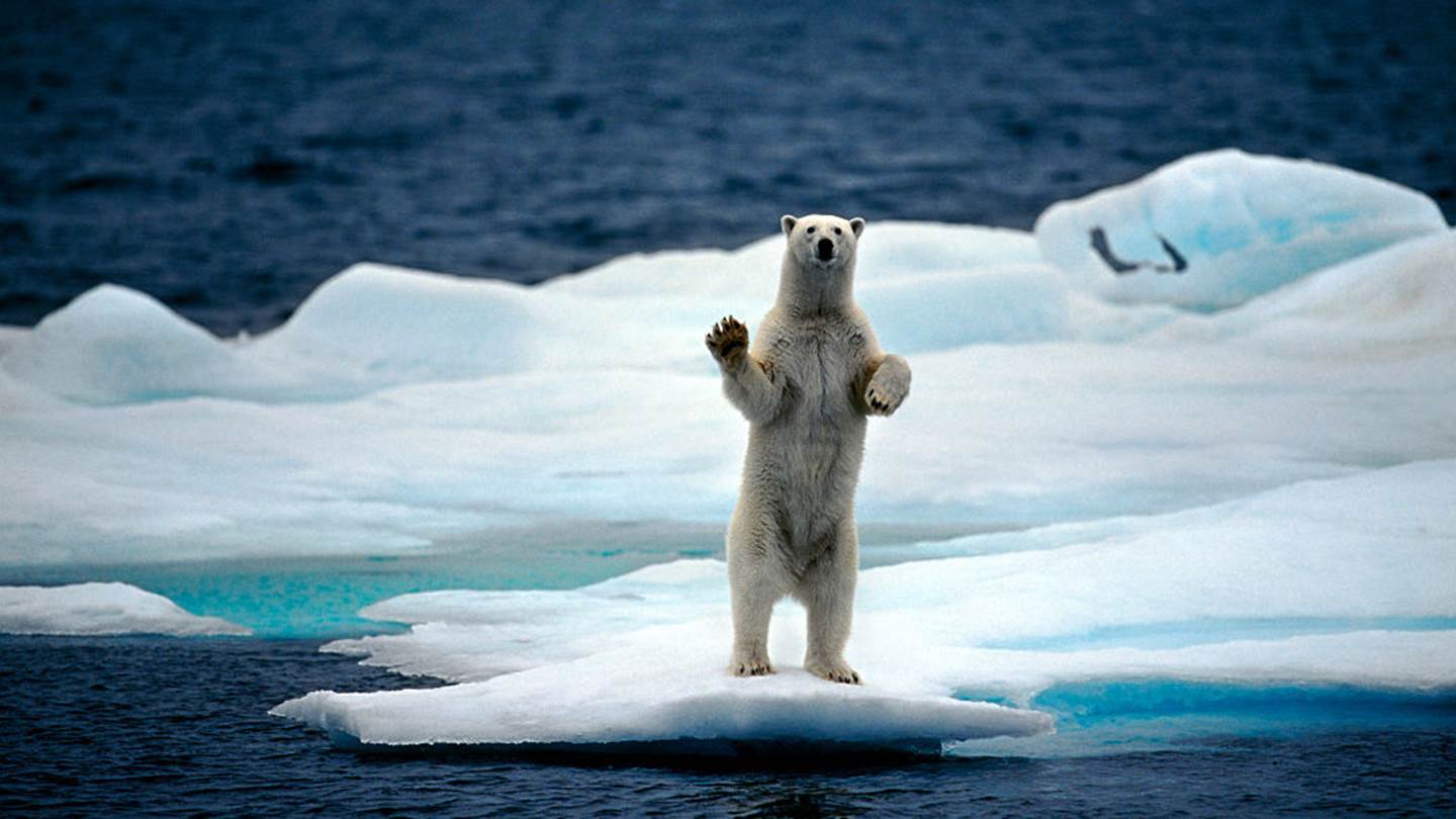 Οι πολικές αρκούδες θα εξαφανιστούν μέχρι το 2100