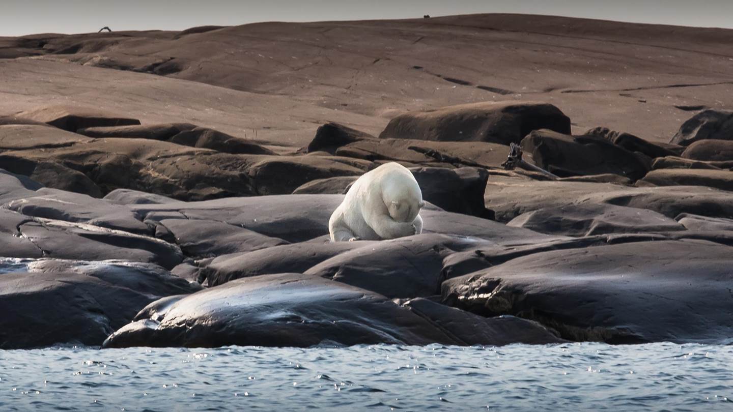 50 χρόνια ήταν αρκετά για να εξαφανιστούν τα 2/3 των άγριων ζώων