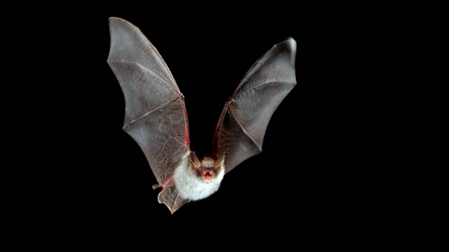 Η γέννηση και η εξάπλωση των ιών