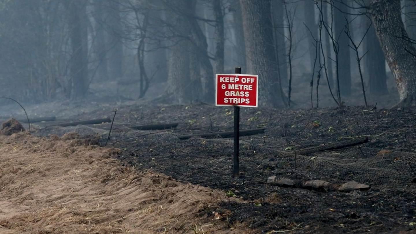 Τα δέντρα του πλανήτη κάνουν ό,τι μπορούν