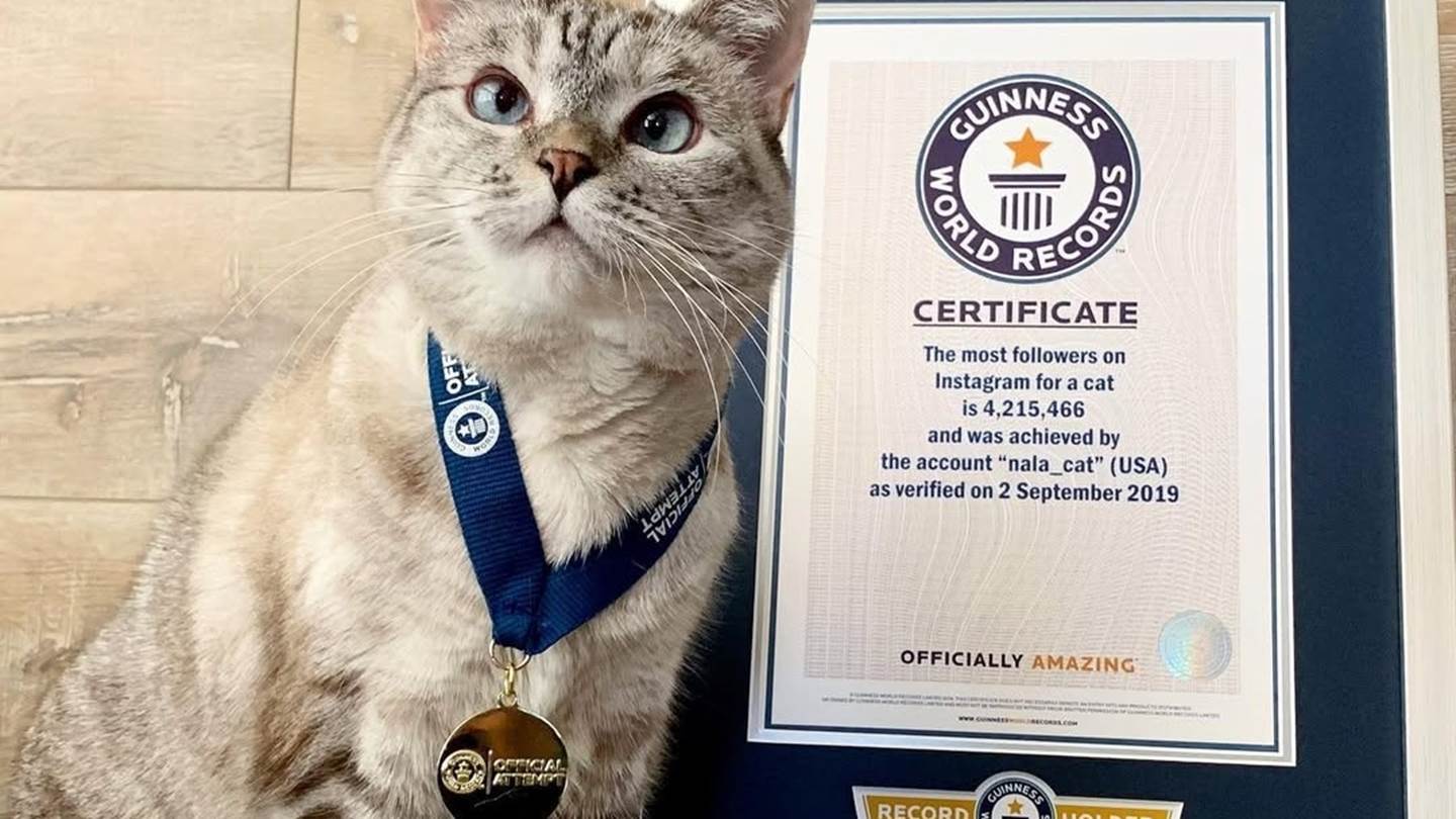 Αυτή είναι η πιο πλούσια γάτα στον κόσμο - Πόση είναι η περιουσία της