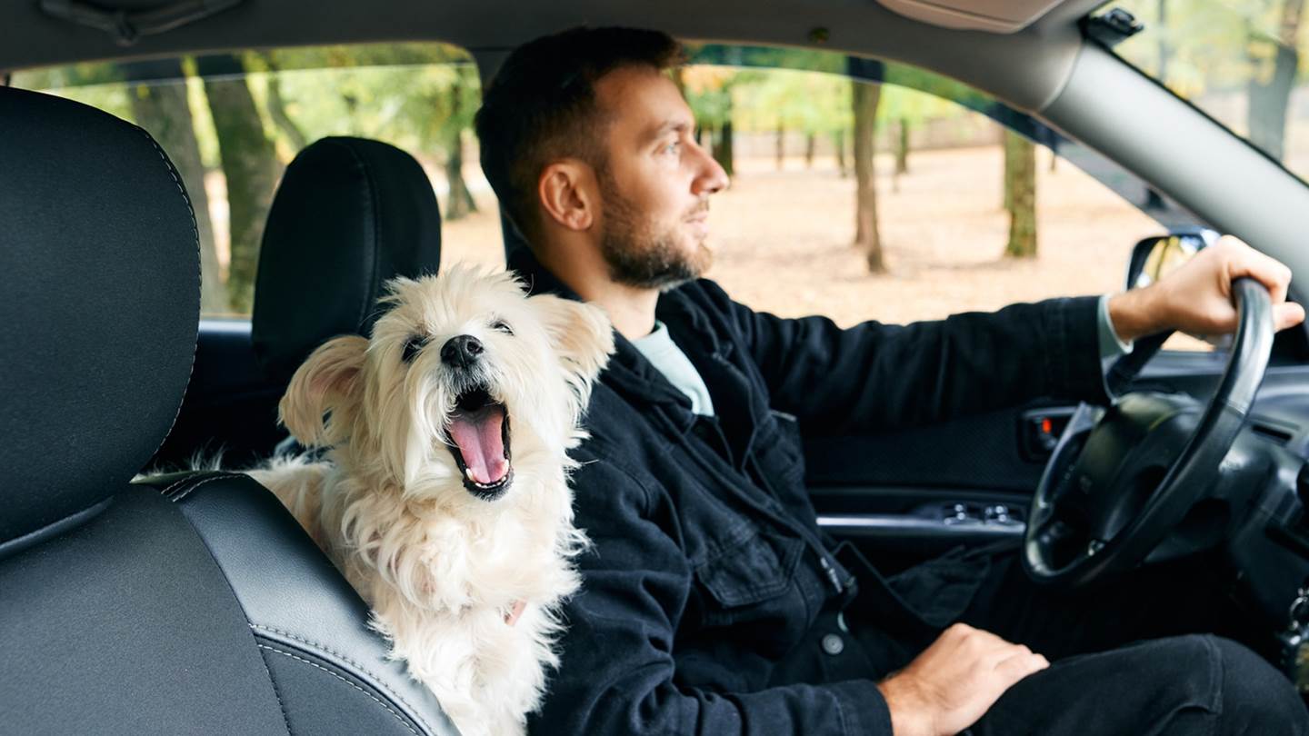 Η σωστή θέση του σκύλου στο αυτοκίνητο για να είναι πιο χαλαρός
