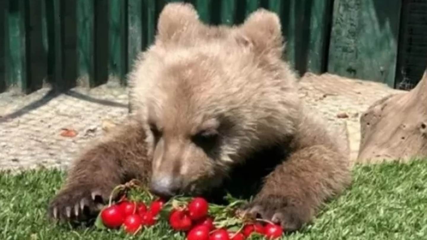 Ο Θωμάς, το ορφανό αρκουδάκι του Αρκτούρου λατρεύει τα κεράσια