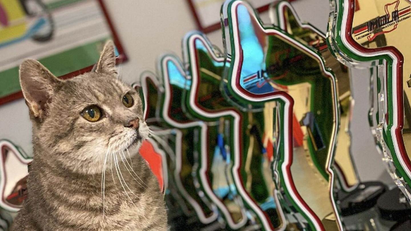 Formulino, ο τυχερός γάτος της Formula 1