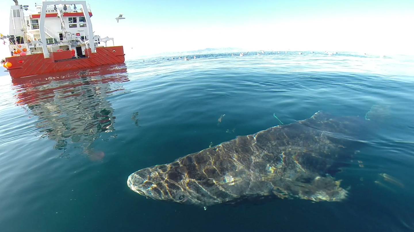 Ο καρχαρίας των 400 ετών