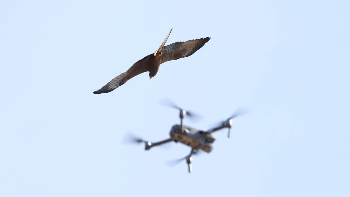 Ταριχευμένα πουλιά, η νέα τάση στα drones