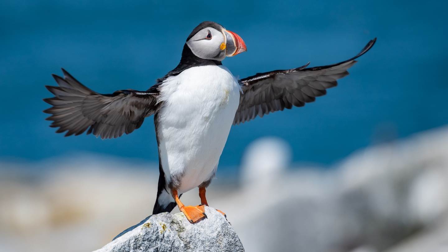 Αν θέλεις να μετράς θαλάσσιους παπαγάλους και να δουλεύεις, αυτή είναι η ευκαιρία σου