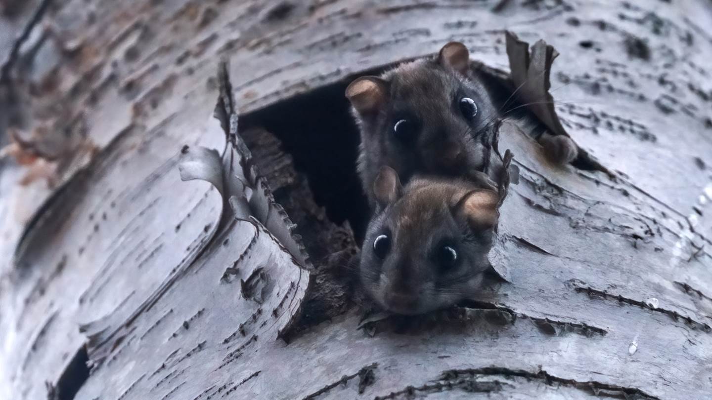 Γιατί κάποια ζώα φωσφορίζουν