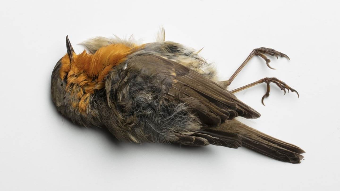 Επιστήμονες μετέτρεψαν νεκρά πουλιά σε ζόμπι-drones για να μας κατασκοπεύουν
