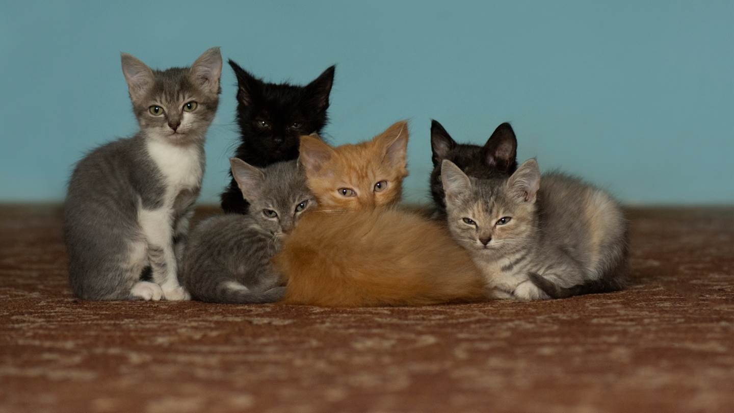 Αυτή είναι η πιο έξυπνη ράτσα γάτας στον κόσμο