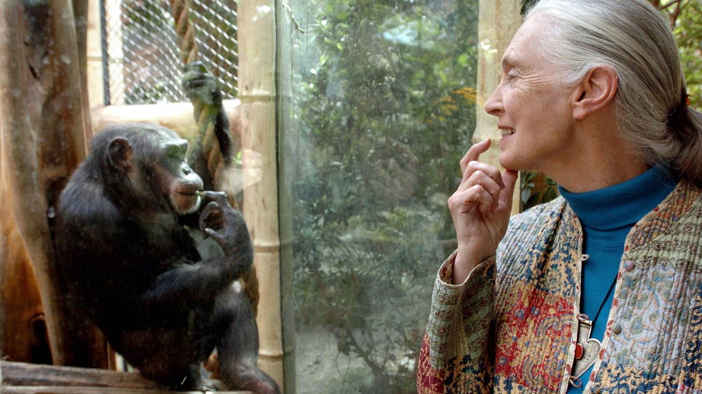 Έφυγε από τη ζωή η 'αληθινή ηρωίδα του πλανήτη' Jane Goodall