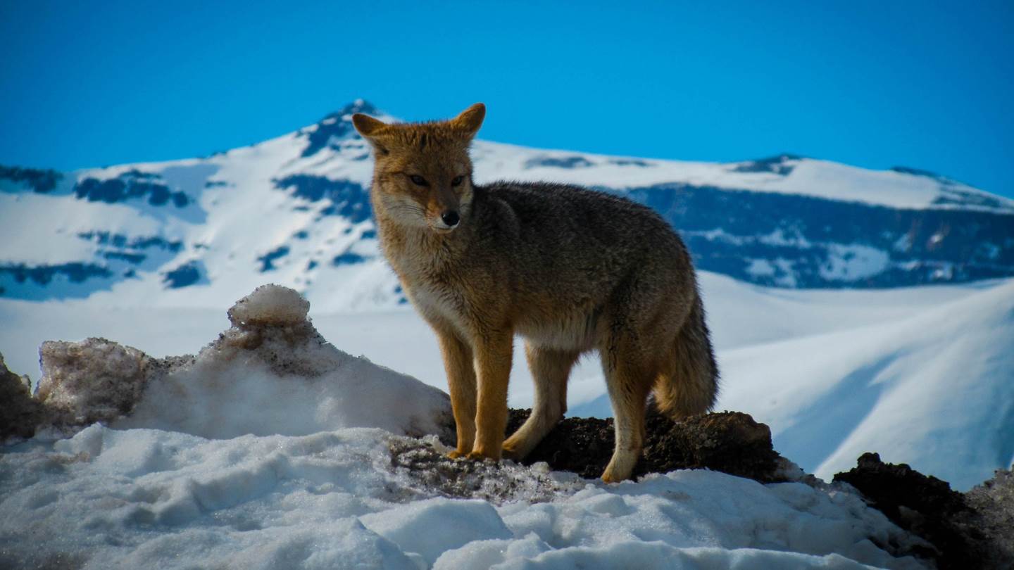 Το επικό ταξίδι μίας αρκτικής αλεπούς από τη Νορβηγία στον Καναδά