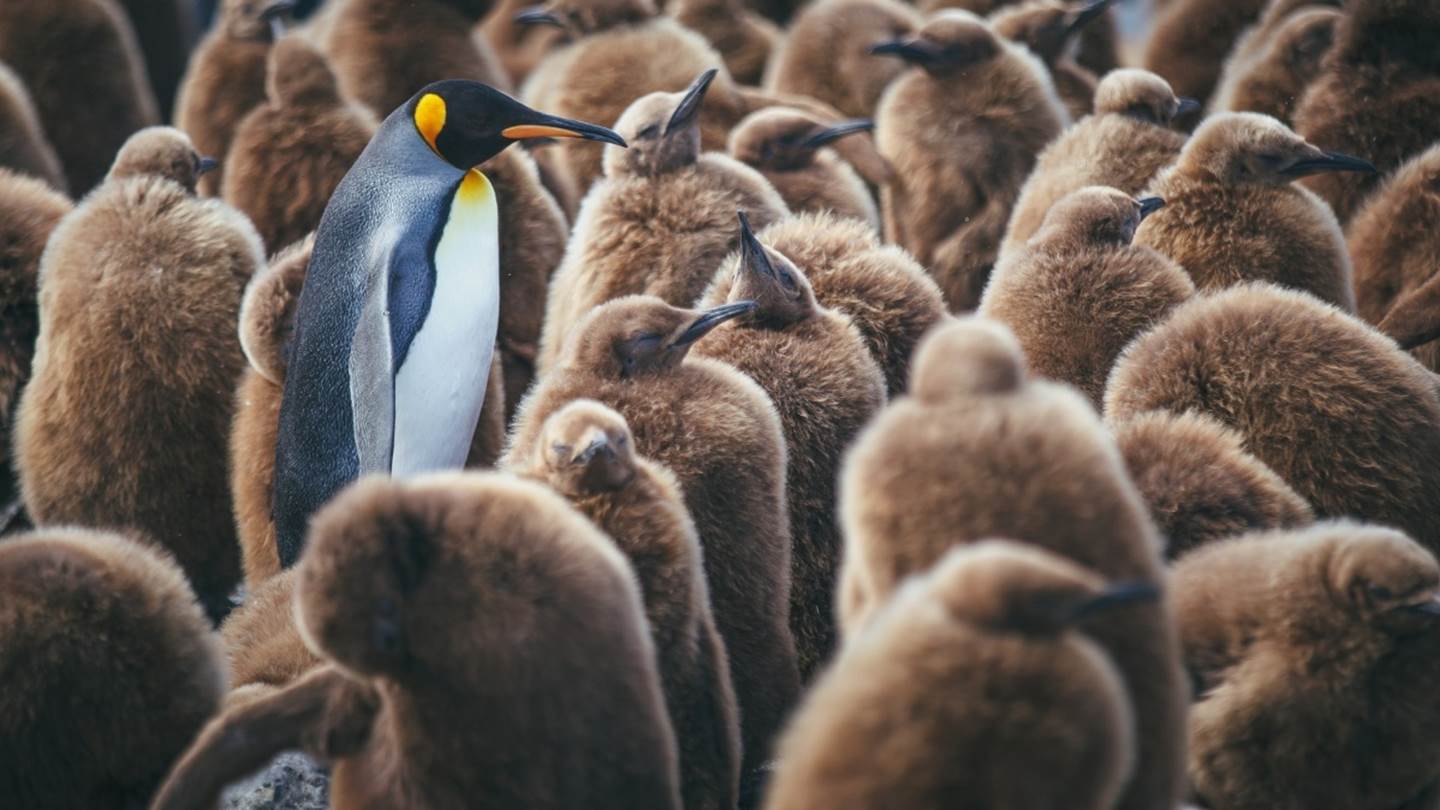 Πόσα είδη ζώων υπάρχουν στον πλανήτη;
