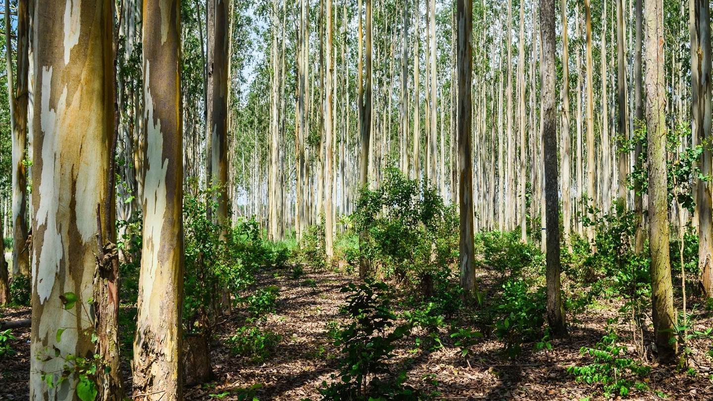 Στην Αίγυπτο φτιάχνουν δάση στην έρημο