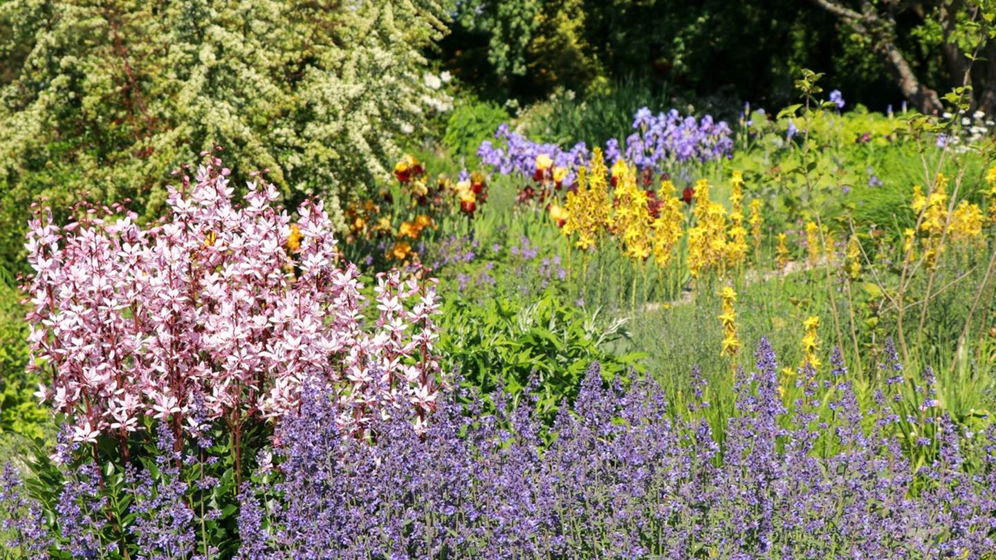 Αυτό είναι το πιο ανθεκτικό φυτό εκεί έξω - Aν του βάλεις φωτιά, δεν καίγεται