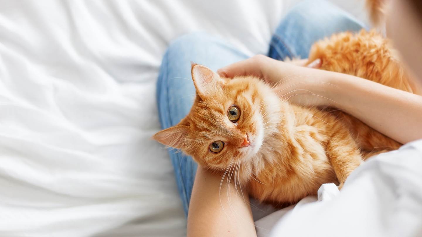 Γιατί ακούνε οι γάτες στο 