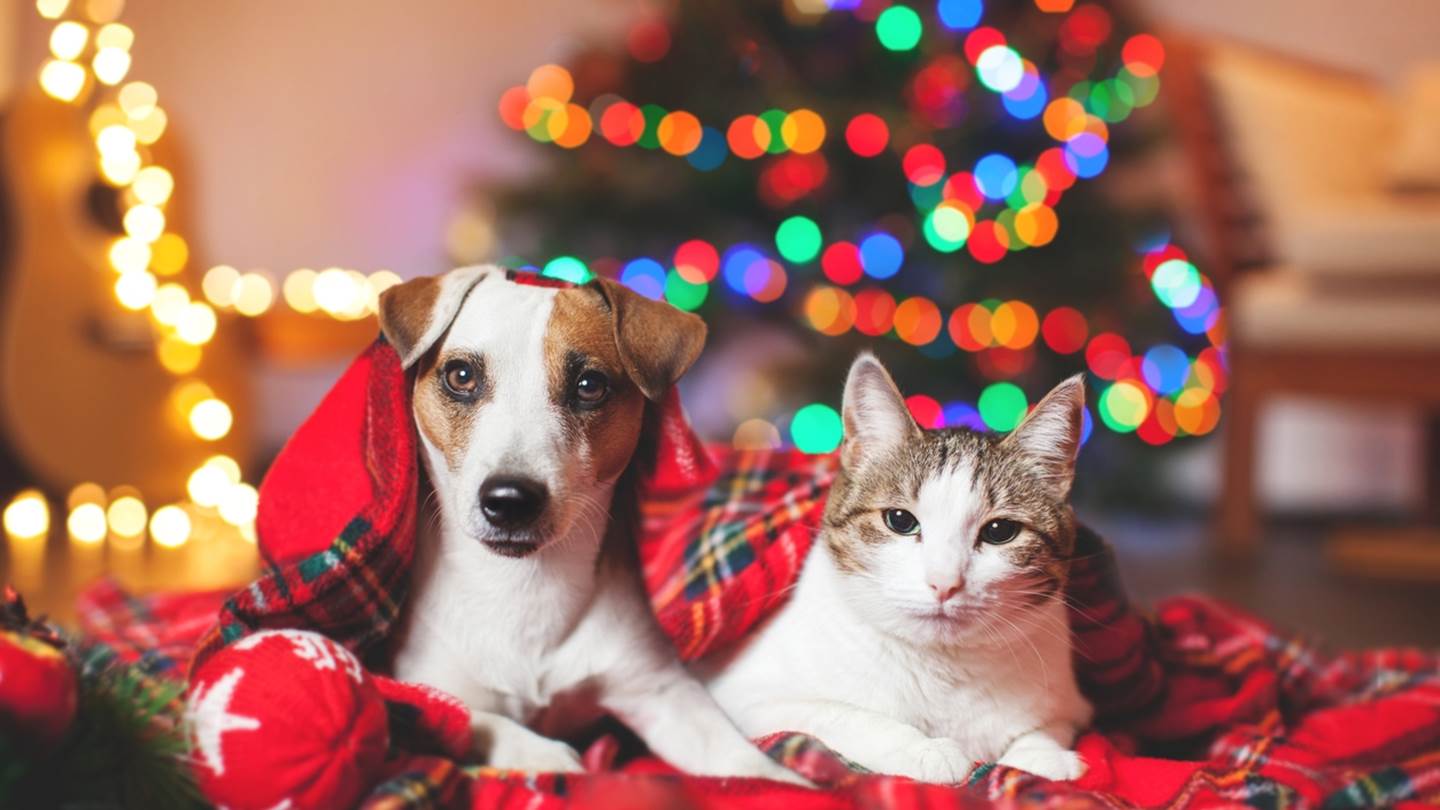 Αθόρυβα Πυροτεχνήματα | Η νέα πρωτοβουλία της Ειδικής Γραμματείας για την Προστασία των Ζώων Συντροφιάς