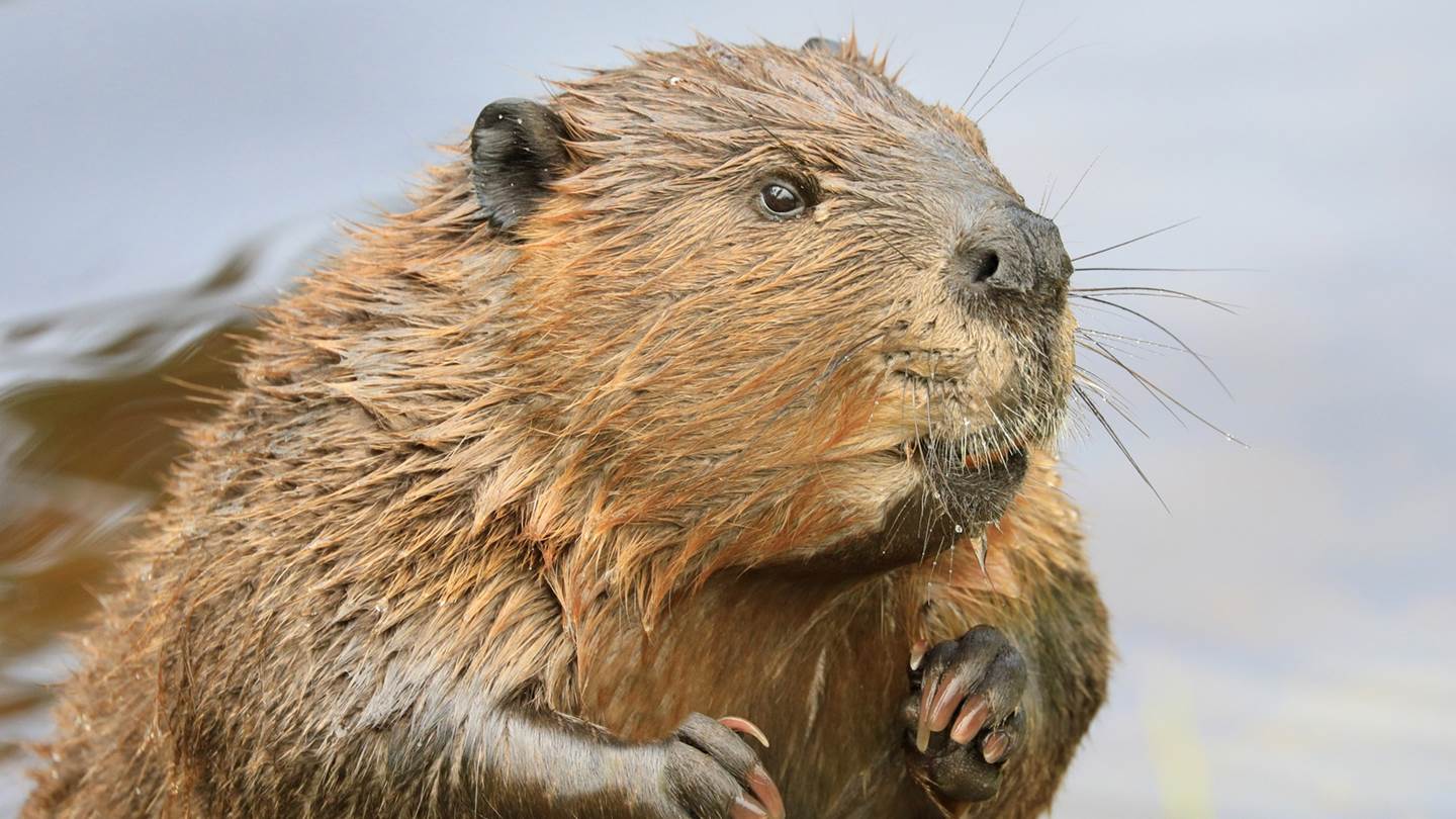 Κανένας πίθηκος, νέα έρευνα μας συνδέει με τους κάστορες