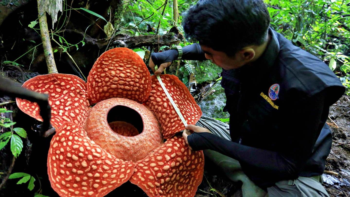 Το μεγαλύτερο λουλούδι στον πλανήτη έχει την χειρότερη μυρωδιά στον κόσμο